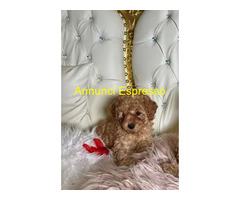 Barboncini taglia piccola