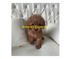 Barboncini taglia piccola