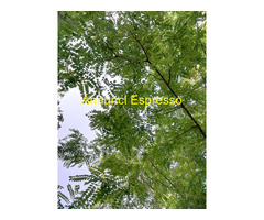 Reiki Usui per benessere psicofisico