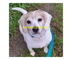 In regalo CANE BEAGLE