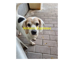 In regalo CANE BEAGLE