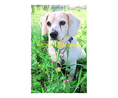 In regalo CANE BEAGLE