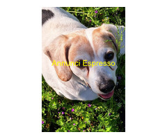 In regalo CANE BEAGLE