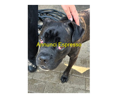 In regalo CANE METICCIO