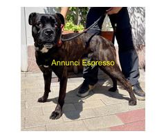 In regalo CANE METICCIO