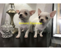 Chihuahua toy maschietti