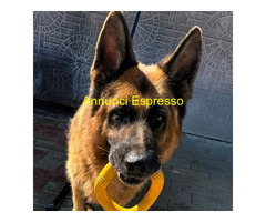 In regalo cane pastore tedesco