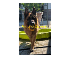 In regalo cane pastore tedesco