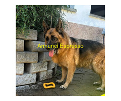 In regalo cane pastore tedesco