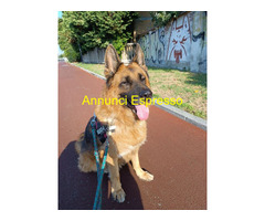 In regalo cane pastore tedesco