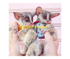 Disponibile un cespuglio di ga