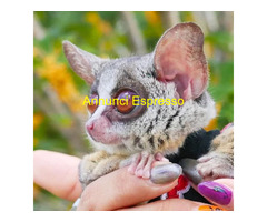 Disponibile un cespuglio di ga