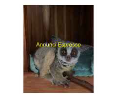 Disponibile un cespuglio di ga