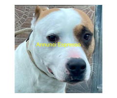 In regalo MAYA AMSTAFF