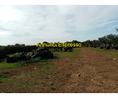 Affitto terreno non edificabile mq8000 Privato