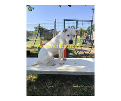 In regalo SIMBA pitbull ADOZIONE CUORE