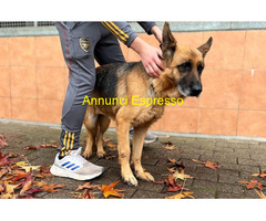 In regalo cane pastore tedesco