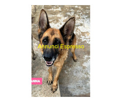 In regalo cane pastore tedesco