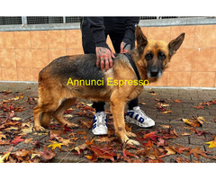 In regalo cane pastore tedesco