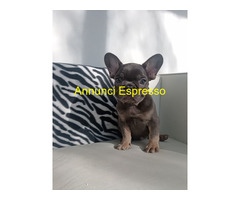 Bouledogue francese maschietto