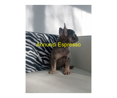 Bouledogue francese maschietto