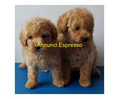 Barboncini toy albicocca