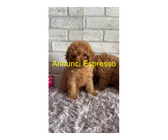 Barboncini toy albicocca