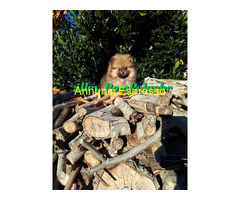 Spitz Volpino Pomerania Nano