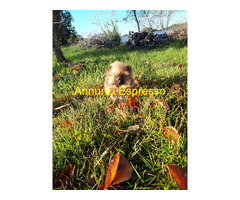 Spitz Volpino Pomerania Nano