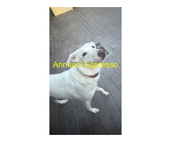 In regalo CAGNOLINA METICCIA