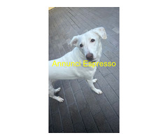 In regalo CAGNOLINA METICCIA