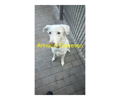 In regalo CAGNOLINA METICCIA