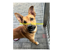 In regalo CANE METICCIO