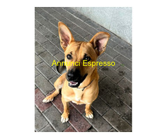 In regalo CANE METICCIO