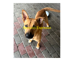 In regalo CANE METICCIO