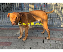 In regalo CANE METICCIO