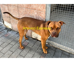 In regalo CANE METICCIO