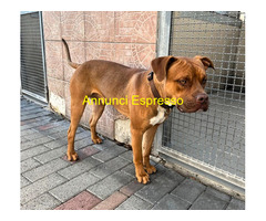 In regalo CANE METICCIO