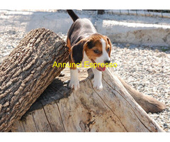 Beagle tricolore cuccioli