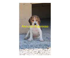 Beagle tricolore cuccioli