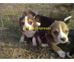 Beagle tricolore cuccioli