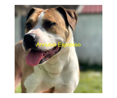 In regalo GOLD AMSTAFF