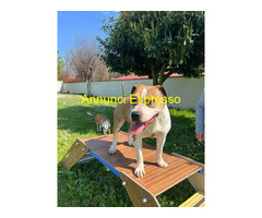 In regalo GOLD AMSTAFF