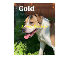 In regalo GOLD AMSTAFF