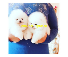 In regalo cuccioli di Pomerania