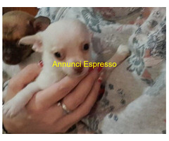 Chihuahua toy maschietti