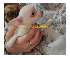 Chihuahua toy maschietti