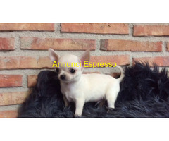 Chihuahua toy maschietti