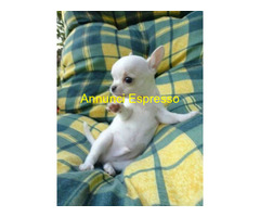 Chihuahua toy maschietti