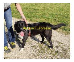 In regalo CARLOTTA e FORCHETTA